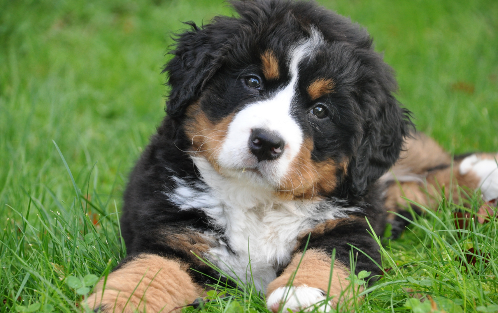 Stressed looking dog sitting on a ground covered with grass.