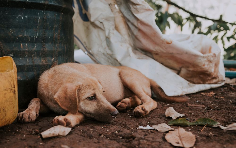 A brown dog lying in a grown beside a tall metal drum.