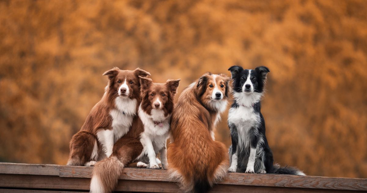 How to Tell If Your Dog Is Stressed: 10 Signs Every Pet Owner Should Know