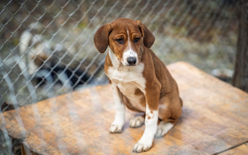 Sad brown dog sitting on a wooden table.